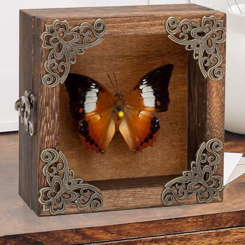 Real Taxidermy Butterfly Shadow Boxes - Framed Butterfly Unique Metal Pushpin Fixation, Oddities and Curiosities Gifts Butterfly Decoration Box (White Tape Nymphalid (Nymphalidae)) - color: White Tape Nymphalid (Nymphalidae)