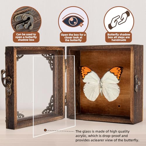 Real Taxidermy Butterfly Shadow Box - Framed Butterfly Taxidermy Unique Metal Pushpin Fixation, Goth Gifts Butterfly Decoration Box (Crane Crest White Butterfly (Family Papilionidae) - color: Crane Crest White Butterfly (Family Papilionidae)