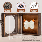 Real Taxidermy Butterfly Shadow Box - Framed Butterfly Taxidermy Unique Metal Pushpin Fixation, Goth Gifts Butterfly Decoration Box (Crane Crest White Butterfly (Family Papilionidae) - color: Crane Crest White Butterfly (Family Papilionidae)