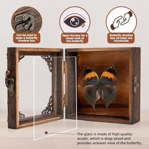Real Butterfly Shadow Box Picture Frame - Framed Butterfly Taxidermy Meticulously Handcrafted, Gothic Decor Butterfly Small Shadow Box (Dried Leaf Butterfly (Family Papilionidae)) - color: Dried Leaf Butterfly (Family Papilionidae)
