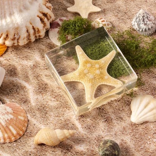 Taxidermy Starfish, Real Starfish Specimens Animal Specimen in Resin for Science Classroom Science Education, Great Gift for Fans of Taxidermy, Animal Skull, Oddities, Biology (3 x 3 x 1 inch) - color: Starfish