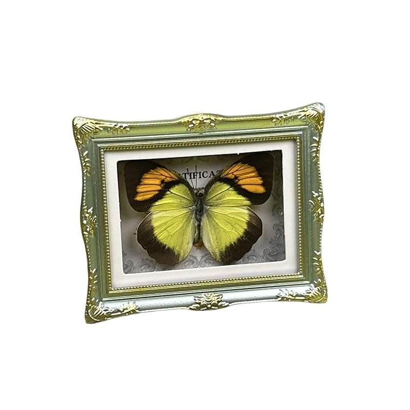 1Pcs Real Butterfly Framed Handmade, Taxidermy Butterfly Shadow Box Collection, Framed Butterfly Taxidermy for Oddities and Curiosities Gifts Tabletop Ornaments (F-Butterfly Specimen+Photo Frame) - color: F-butterfly Specimen+photo Frame