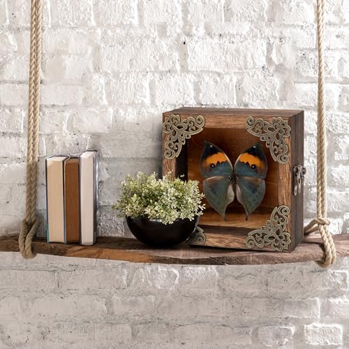 Real Butterfly Shadow Box Picture Frame - Framed Butterfly Taxidermy Meticulously Handcrafted, Gothic Decor Butterfly Small Shadow Box (Dried Leaf Butterfly (Family Papilionidae)) - color: Dried Leaf Butterfly (Family Papilionidae)