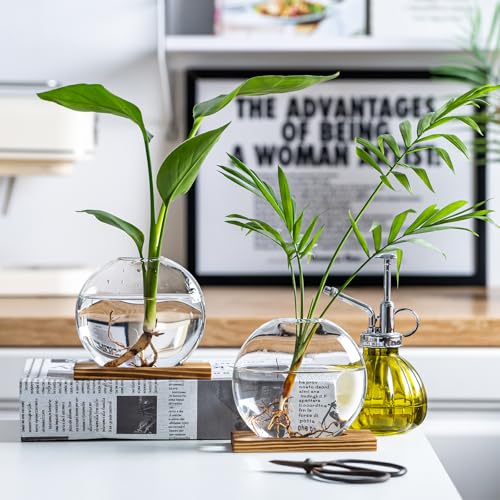 Glass Planter Propagation Station with Wooden Base - Clear Oblate Hydroponic Vase, Decorative Desktop Flower Vase for Home, Office, Windowsill - Gift for Plant Lovers (2)