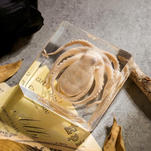 Preserved Octopus Specimen in Resin – Real Taxidermy Octopus Block for Science, Marine Biology, & Oddity Collectors (3" x 3" x 1") – Unique Desk Decor, Classroom Tool, and Gothic Gift - color: Octopus (3" X 3" X 1")