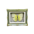 1Pcs Real Butterfly Framed Handmade, Taxidermy Butterfly Shadow Box Collection, Framed Butterfly Taxidermy for Oddities and Curiosities Gifts Tabletop Ornaments (E-Butterfly Specimen+Photo Frame) - color: E-butterfly Specimen+photo Frame