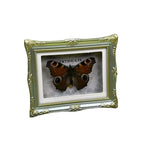 1Pcs Real Butterfly Framed Handmade, Taxidermy Butterfly Shadow Box Collection, Framed Butterfly Taxidermy for Oddities and Curiosities Gifts Tabletop Ornaments (G-Butterfly Specimen+Photo Frame) - color: G-butterfly Specimen+photo Frame