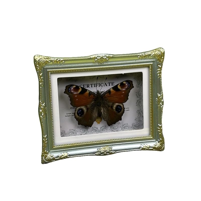 1Pcs Real Butterfly Framed Handmade, Taxidermy Butterfly Shadow Box Collection, Framed Butterfly Taxidermy for Oddities and Curiosities Gifts Tabletop Ornaments (G-Butterfly Specimen+Photo Frame) - color: G-butterfly Specimen+photo Frame