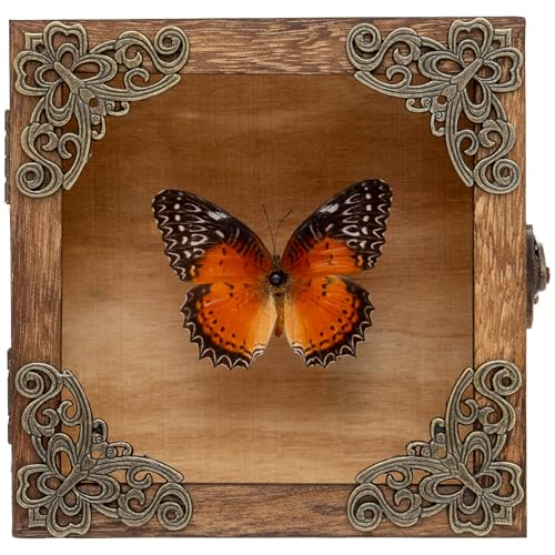 Taxidermy Butterfly Shadow Box Picture Frame - Real Framed Butterflies Meticulously Handcrafted, Framed Butterfly Taxidermy for Dark Academia Decor (Red Saw Nymphalid (Nymphalidae)) - color: Red Saw Nymphalid (Nymphalidae)