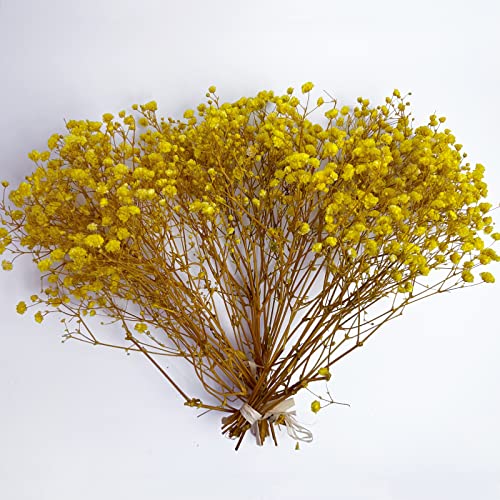 Preserved Baby's Breath 3 Bunches, 100% Natrual Fresh Gypsophila Long Lasting Flowers for Vase Arrangements Home Decoration Photo Props Parties and Weddings, DIY Décor-Yellow - color: Yellow