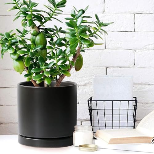 2 Pack Ceramic Plant Saucer Pot Tray 6 Inch, Planter Saucers 4 5 6 7 8 9 10 11 12 13 Inch for Indoors Outdoor, Durable Sturdy Flower Drainage drip Water Tray for Glazed Pots Base (6.4 Inch-Black) - color: Black, size: 6.4in 2pack