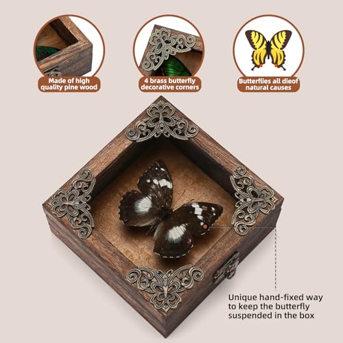 Real Taxidermy Butterfly Shadow Boxes - Framed Butterfly Unique Metal Pushpin Fixation, Oddities and Curiosities Gifts Butterfly Decoration Box (White-Spotted Nymphalid (Nymphalidae)) - color: White-spotted Nymphalid (Nymphalidae)