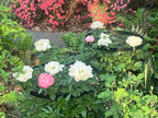Large Peony Cages and Supports 18.9"x23.6" - Durable Round Garden Flower Rings | Tall Plant Support Stakes for Outdoor Peonies | Enhances Peony Planting Success with Secure Grounding - size: 23.6"x18.9"