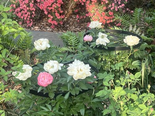 Large Peony Cages and Supports 18.9"x23.6" - Durable Round Garden Flower Rings | Tall Plant Support Stakes for Outdoor Peonies | Enhances Peony Planting Success with Secure Grounding - size: 23.6"x18.9"