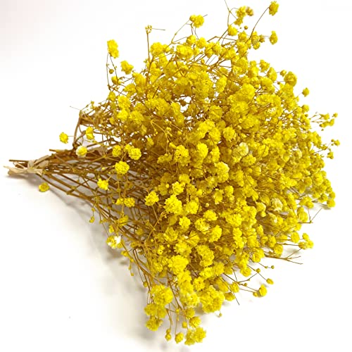 Preserved Baby's Breath 3 Bunches, 100% Natrual Fresh Gypsophila Long Lasting Flowers for Vase Arrangements Home Decoration Photo Props Parties and Weddings, DIY Décor-Yellow - color: Yellow