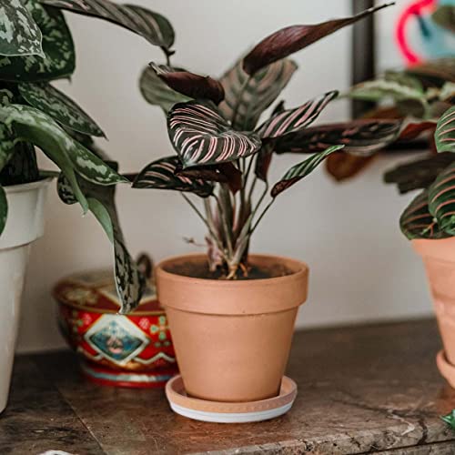 YBX 8-inch Plant Saucer Premium Terracotta Saucer Round Ceramic Plant Trays, Pack of 2 (White/Terracotta) - color: White/Terracotta