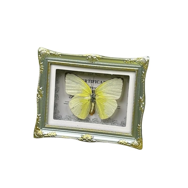 1Pcs Real Butterfly Framed Handmade, Taxidermy Butterfly Shadow Box Collection, Framed Butterfly Taxidermy for Oddities and Curiosities Gifts Tabletop Ornaments (E-Butterfly Specimen+Photo Frame) - color: E-butterfly Specimen+photo Frame
