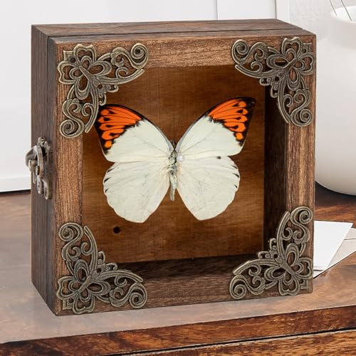 Real Taxidermy Butterfly Shadow Box - Framed Butterfly Taxidermy Unique Metal Pushpin Fixation, Goth Gifts Butterfly Decoration Box (Crane Crest White Butterfly (Family Papilionidae) - color: Crane Crest White Butterfly (Family Papilionidae)
