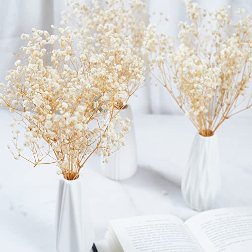 Preserved Baby's Breath 3 Bunches, 100% Natrual Fresh Gypsophila Long Lasting Flowers for Vase Arrangements Home Decoration Photo Props Parties and Weddings, DIY Décor-White - color: White