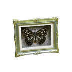1Pcs Real Butterfly Framed Handmade, Taxidermy Butterfly Shadow Box Collection, Framed Butterfly Taxidermy for Oddities and Curiosities Gifts Tabletop Ornaments (I-Butterfly Specimen+Photo Frame) - color: I-butterfly Specimen+photo Frame