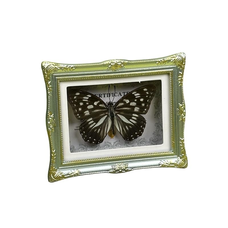 1Pcs Real Butterfly Framed Handmade, Taxidermy Butterfly Shadow Box Collection, Framed Butterfly Taxidermy for Oddities and Curiosities Gifts Tabletop Ornaments (I-Butterfly Specimen+Photo Frame) - color: I-butterfly Specimen+photo Frame