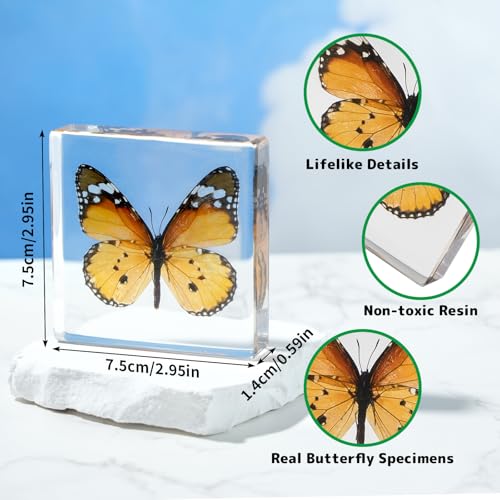 4-Pack Taxidermy Butterfly, Real Butterflies Specimens in Resin - Genuine Resin Butterflies Framed Display for Taxidermy Bugs, Oddities & Home Decor (Style 2) - color: 4pcs Butterflies Style 2