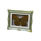 1Pcs Real Butterfly Framed Handmade, Taxidermy Butterfly Shadow Box Collection, Framed Butterfly Taxidermy for Oddities and Curiosities Gifts Tabletop Ornaments (B-Butterfly Specimen+Photo Frame) - color: B-butterfly Specimen+photo Frame