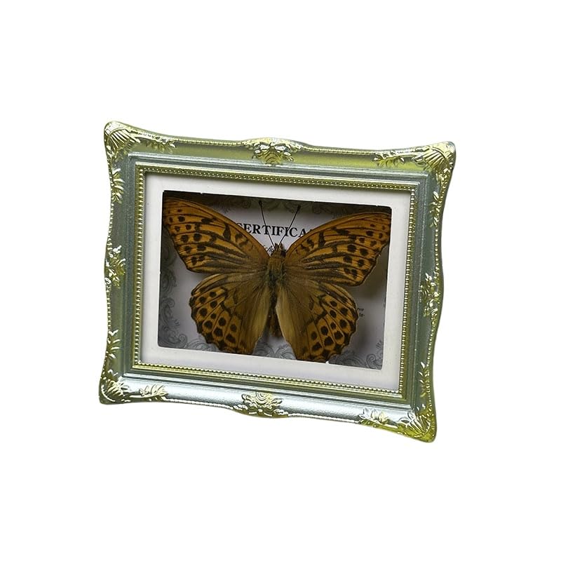 1Pcs Real Butterfly Framed Handmade, Taxidermy Butterfly Shadow Box Collection, Framed Butterfly Taxidermy for Oddities and Curiosities Gifts Tabletop Ornaments (B-Butterfly Specimen+Photo Frame) - color: B-butterfly Specimen+photo Frame