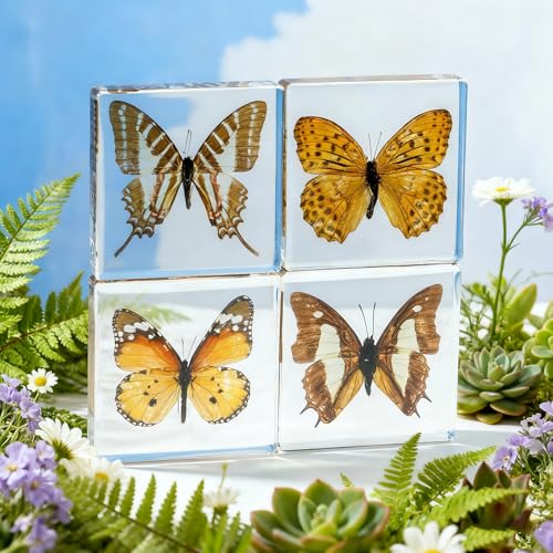 4-Pack Taxidermy Butterfly, Real Butterflies Specimens in Resin - Genuine Resin Butterflies Framed Display for Taxidermy Bugs, Oddities & Home Decor (Style 2) - color: 4pcs Butterflies Style 2