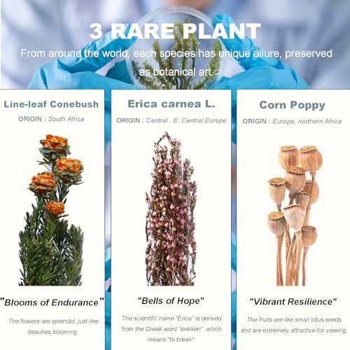 3Pcs Dried Flower Decor,Knick Knacks for Shelves,Cool Stuff for Bookshelf,Small Plants Decor for Office Shelves,Natural Green Plants Boho Shelf Decor,Apothecary Decor,Unique Gifts for Women,Friends - color: Romantic Pink Trio,3-piece Set