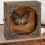 Real Taxidermy Butterfly Shadow Box - Framed Butterfly Taxidermy Meticulously Handcrafted, Goth Gifts Butterfly Decoration Box (Black-Veined Nymphalid (Nymphalidae)) - color: Black-veined Nymphalid (Nymphalidae)
