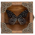Real Framed Butterflies Shadow Boxes - Framed Butterfly Taxidermy Unique Metal Pushpin Fixation, Oddities and Curiosities Gifts Butterfly Decoration Box (Blue-Spotted Nymphalid (Nymphalidae)) - color: Blue-spotted Nymphalid (Nymphalidae)