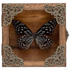 Real Framed Butterflies Shadow Boxes - Framed Butterfly Taxidermy Unique Metal Pushpin Fixation, Oddities and Curiosities Gifts Butterfly Decoration Box (Blue-Spotted Nymphalid (Nymphalidae)) - color: Blue-spotted Nymphalid (Nymphalidae)