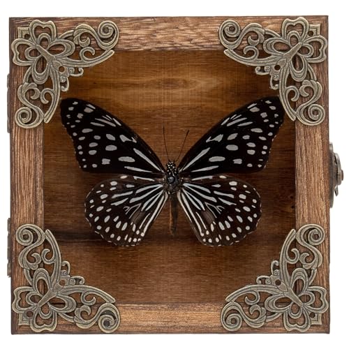 Real Framed Butterflies Shadow Boxes - Framed Butterfly Taxidermy Unique Metal Pushpin Fixation, Oddities and Curiosities Gifts Butterfly Decoration Box (Blue-Spotted Nymphalid (Nymphalidae)) - color: Blue-spotted Nymphalid (Nymphalidae)