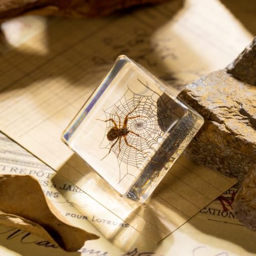 Real Spider Specimen in Resin - with Simulated Spider Web, Perfect for Science Education, Oddities Collectors, and Biology Enthusiasts(Spider Specimen) - color: Spider Specimen