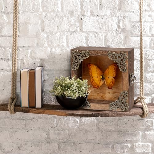 Real Butterfly Shadow Box Picture Frame - Framed Butterfly Taxidermy Meticulously Handcrafted, Gothic Decor Butterfly Small Shadow Box (Yellow-Spotted Nymphalid (Nymphalidae)) - color: Yellow-spotted Nymphalid (Nymphalidae)