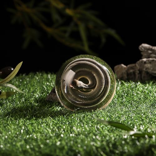 Taxidermy Snake, Real Snakes Specimens Animal Specimen in Resin for Science Classroom Science Education, Great Gift for Fans of Taxidermy, Animal Skull, Oddities, Biology (Round 3.5 inch) - color: Snake