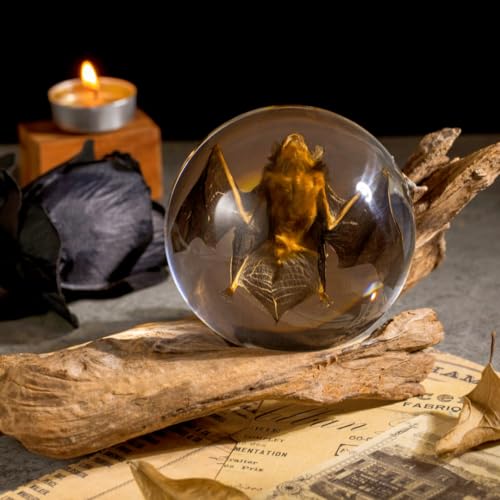 Real Bat Specimen in Dome Resin - Authentic Bat Preserved in Half-Sphere Resin, Perfect for Science Education, Oddities Collectors, and Unique Decor - color: Bat Specimen (3.5" Round)
