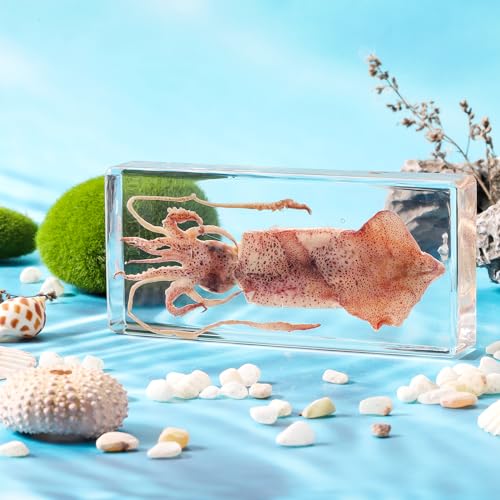 Taxidermy Squid, Real Squid Specimens Animal Specimen in Resin for Science Classroom Science Education, Great Gift for Fans of Taxidermy, Animal Skull, Oddities, Biology (5.5x2.5x0.7 Inch) - color: Squid (5.5x2.5x1 Inch)