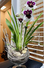 WGV Slant Cut Bowl Glass Vase with Stand, Width 8.25", Height 8.75", Clear Planter Terrarium, Candy Dish, Fruit Jar for Wedding Party Event, Home Office Decor, 1 Piece - size: Pedestal 8.5"H