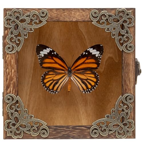 Real Framed Butterflies Shadow Boxes - Framed Butterfly Taxidermy Unique Metal Pushpin Fixation, Oddities and Curiosities Gifts Butterfly Decoration Box (Tabby Butterfly (Family Papilionidae)) - color: Tabby Butterfly (Family Papilionidae)