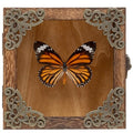Real Framed Butterflies Shadow Boxes - Framed Butterfly Taxidermy Unique Metal Pushpin Fixation, Oddities and Curiosities Gifts Butterfly Decoration Box (Tabby Butterfly (Family Papilionidae)) - color: Tabby Butterfly (Family Papilionidae)