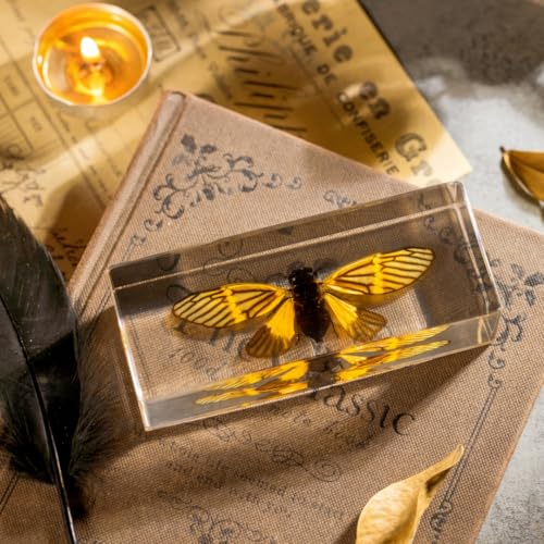 Real Cicada Specimen - Tiger-Striped Cicada Encased in Clear Resin Block,Perfect for Science Education, Oddities Collectors, and Biology Enthusiasts(Cicada Specimen) - color: Cicada Specimen