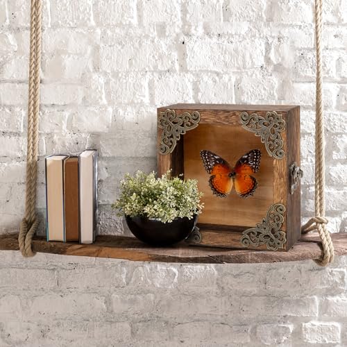 Taxidermy Butterfly Shadow Box Picture Frame - Real Framed Butterflies Meticulously Handcrafted, Framed Butterfly Taxidermy for Dark Academia Decor (Red Saw Nymphalid (Nymphalidae)) - color: Red Saw Nymphalid (Nymphalidae)