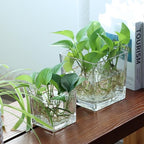 1 Pack Square Glass Vase 6" x 6" x 6", Clear Flower Vase for Centerpieces, Candle Holder for Wedding Party Events, Home Décor - size: 6inch