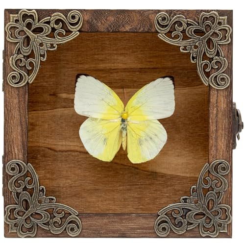 Real Taxidermy Butterfly Shadow Box - Framed Butterfly Taxidermy Unique Metal Pushpin Fixation, Goth Gifts Butterfly Decoration Box (Yellow migratory Pink Butterfly (Family Papilionidae)) - color: Yellow Migratory Pink Butterfly (Family Papilionidae)