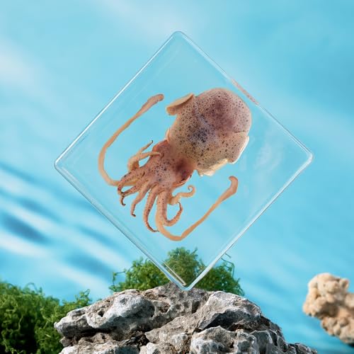 Taxidermy Squid, Real Squid Specimens Animal Specimen in Resin for Science Classroom Science Education, Great Gift for Fans of Taxidermy, Animal Skull, Oddities, Biology (3 x 3 x 1 inch) - color: Squid