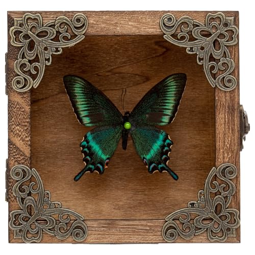 Real Taxidermy Butterfly Shadow Box - Framed Butterfly Taxidermy Meticulously Handcrafted, Goth Gifts Butterfly Decoration Box (Spring-Type Green-Banded Crested Butterfly (Family Papilionidae)) - color: Spring-type Green-banded Crested Butterfly (Family P