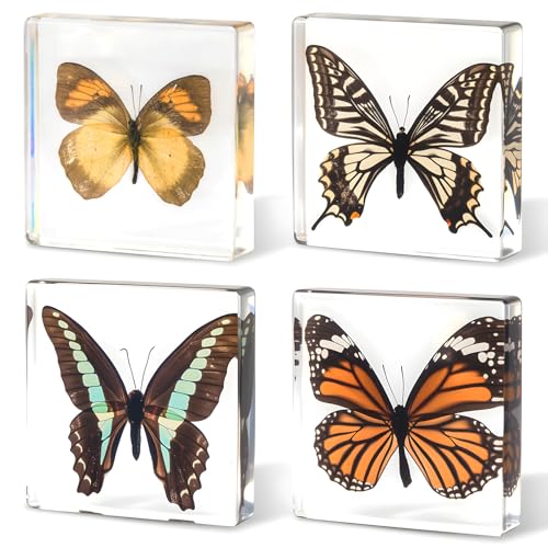 4-Pack Taxidermy Butterfly, Real Butterflies Specimens in Resin - Genuine Resin Butterflies Framed Display for Taxidermy Bugs, Oddities, Biology, Science & Home Decor (3x3x1 inch) - color: 4pcs Butterflies
