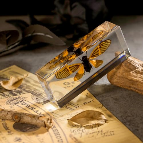 Real Cicada Specimen - Tiger-Striped Cicada Encased in Clear Resin Block,Perfect for Science Education, Oddities Collectors, and Biology Enthusiasts(Cicada Specimen) - color: Cicada Specimen